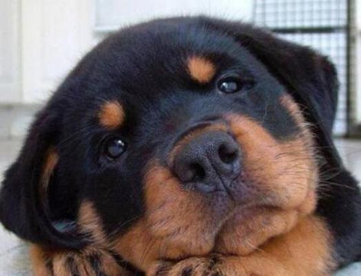 探秘以罗威纳犬的性格特点（一只忠诚、勇敢、警觉的宠物伴侣）