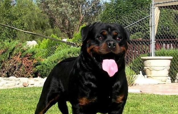 探秘以罗威纳犬的性格特点（一只忠诚、勇敢、警觉的宠物伴侣）