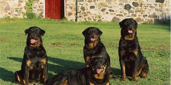 如何训练你的罗威纳犬口令——以宠物为主（15个段落详解如何让你的罗威纳犬听从你的命令）