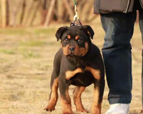 保护你的宠物（如何选择合适的疫苗保护你的犬只健康）