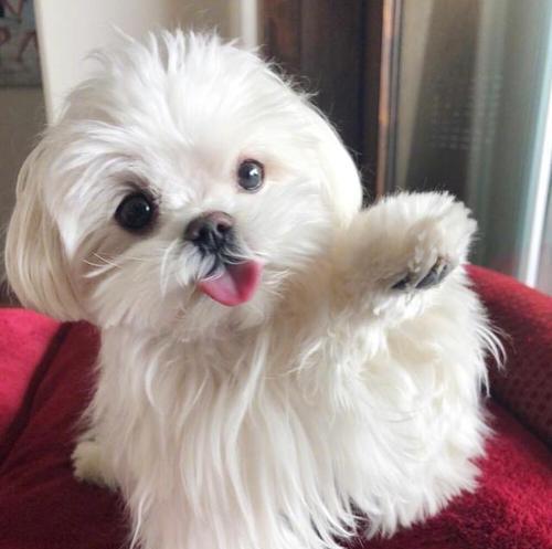 如何注意以马尔济斯犬的毛发护理？（以宠物为主，专业护理方法一网打尽！）