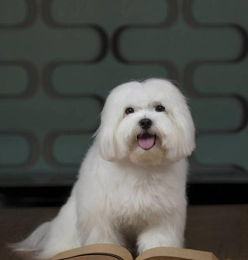 马尔济斯犬的身高体重标准（以宠物为主，让爱宠健康成长）