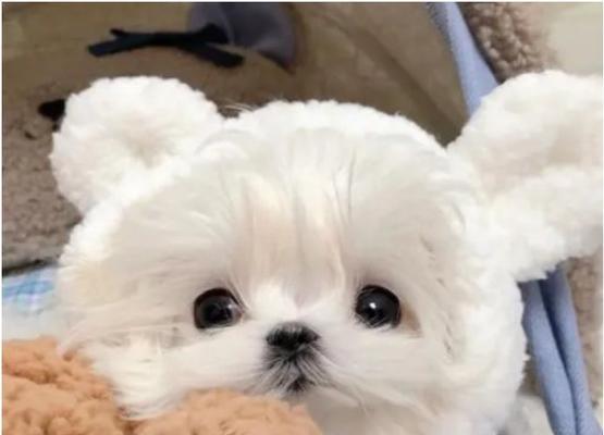 以马尔济斯犬不能吃的食物（保护你的宠物健康，了解以马尔济斯犬不能吃的食品）