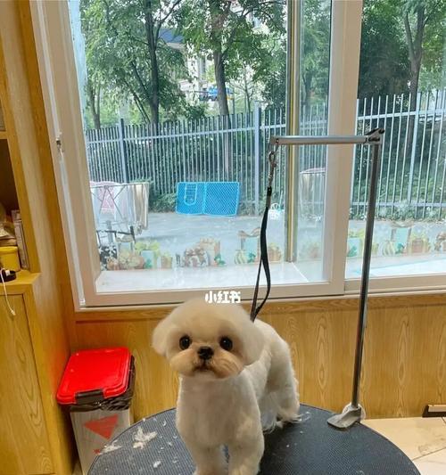 以马尔济斯犬的清洁小技巧（如何让您的宠物保持清洁与健康）