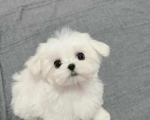 宠物爱好者必读！马尔济斯犬的缺点大曝光（不是完美的选择，挑选前先了解这些缺点）