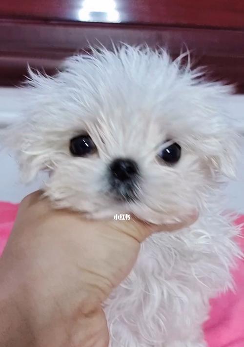 宠物爱好者必读！马尔济斯犬的缺点大曝光（不是完美的选择，挑选前先了解这些缺点）