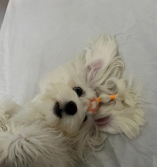以马尔济斯犬能否食用西瓜？——科学告诉你（宠物健康饮食需谨慎，西瓜营养丰富但并非每只犬都适合食用）