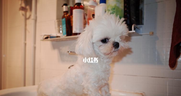 「以马尔济斯犬拉肚子怎么办」（「宠物拉肚子应对策略及注意事项」）