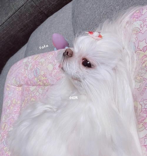 为什么马尔济斯犬会有泪痕？（探究泪痕产生的原因及有效解决方法）