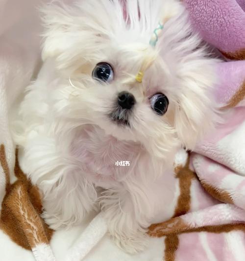如何为你的以马尔济斯犬做准备洗澡（宠物卫生的重要性及如何准备洗澡前的必需品）