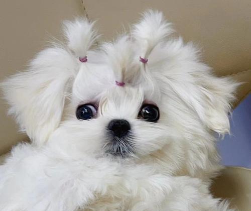 探寻以马尔济斯犬的原产地（揭秘这个可爱小狗的神秘故事）