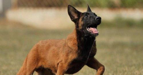 如何减少马犬流口水？（马犬口水过多的原因及解决方法、宠物主人必知的保健小贴士）