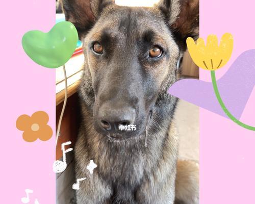 马犬为什么老是流口水？（探究马犬流口水的原因与解决方法）