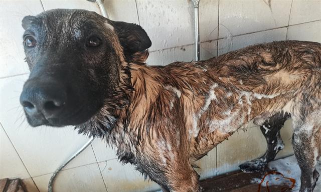 如何给马犬洗澡（注意事项和方法指南）