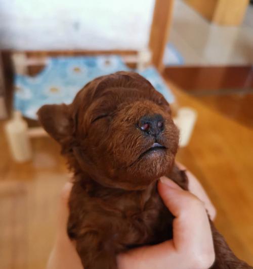 如何饲养满月泰迪犬——关注健康与幸福（以宠物为主的饲养要点，让它成为你的快乐伙伴）