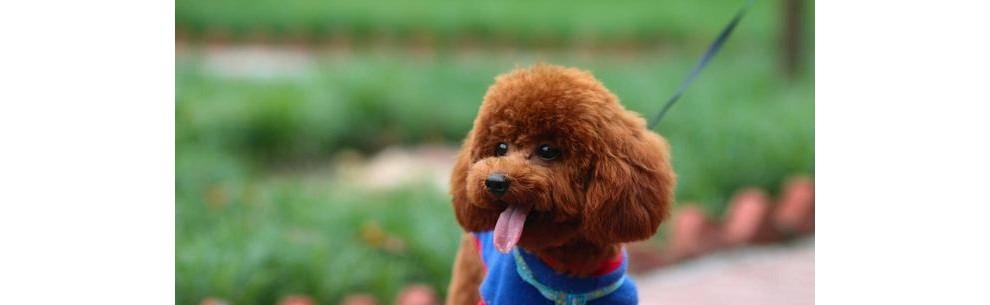如何饲养满月泰迪犬——关注健康与幸福（以宠物为主的饲养要点，让它成为你的快乐伙伴）