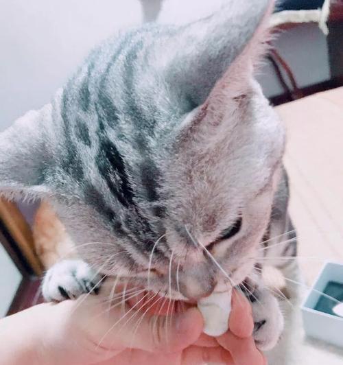 猫薄荷（探究猫薄荷对猫咪的危害及如何正确使用）