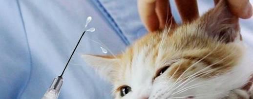 宠物饲养中的猫鼻支预防和注意事项（为宠物健康，从细节做起）