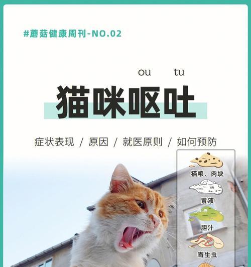 宠物猫猫急救措施大全（紧急情况如何救治？——了解这些知识帮助您保护爱宠）