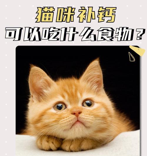 如何避免宠物猫偷吃食物？（解决猫咪偷食问题的方法和技巧）
