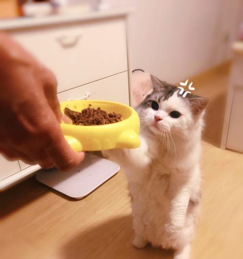 猫咪不能吃的食物大揭秘（15种常见食物，猫咪千万别碰！）