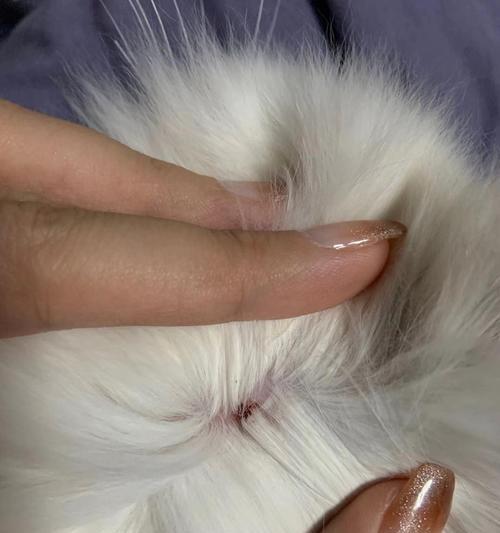宠物猫咪皮肤病的诊治和预防（如何保护宠物猫咪的皮肤健康）