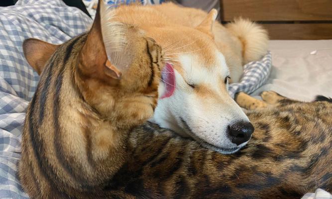 猫狗共处，如何实现和谐共生？（宠物家庭的选择困境与解决之道）