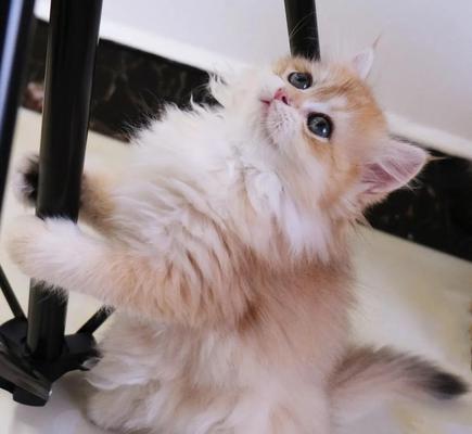 如何应对猫咪换毛期？（宠物家长必看的15个贴心小技巧）