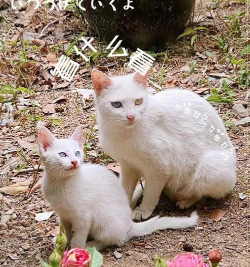猫咪能认得自己的家人吗？（探究宠物与主人之间的亲密关系）