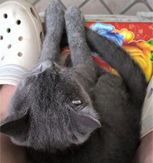 宠物猫随意大小便的问题（猫咪大小便无序不仅是生活污染，更是疾病风险！）