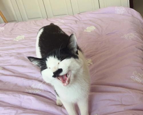猫咪离家出走怎么办？（以宠物为主，如何找回失踪的猫咪）