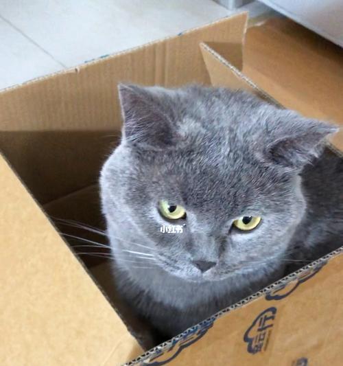 猫咪离家出走怎么办？（以宠物为主，如何找回失踪的猫咪）