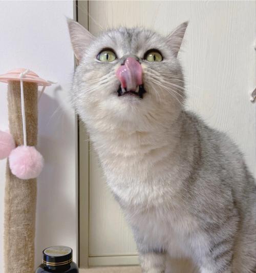 猫咪的美毛护理指南（打造柔顺亮丽的猫咪毛发）