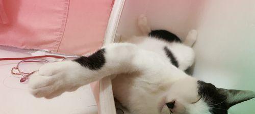 猫咪的生活习惯（探究宠物猫的日常行为特点）