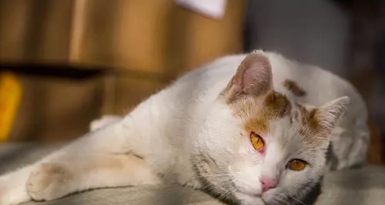 猫咪的生活习惯（探究宠物猫的日常行为特点）