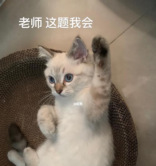 让你的猫咪更美丽-猫咪日常美容注意事项（打造宠物形象，从日常护理开始）