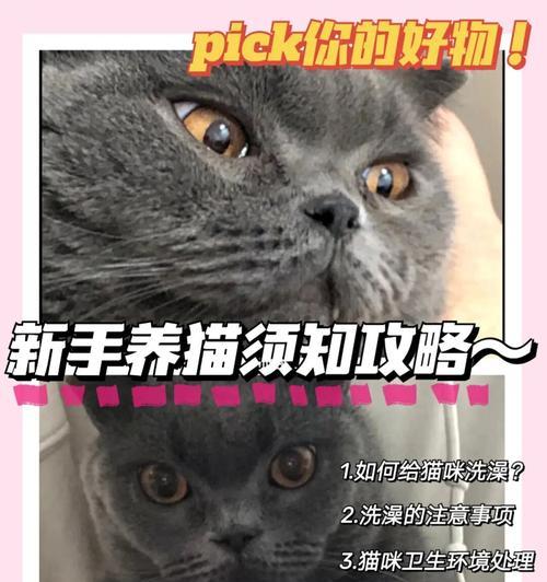 如何正确给宠物猫咪洗澡（注意事项及步骤，让猫咪洗澡变得轻松愉快）