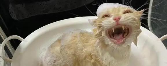 宠物猫咪洗澡必知必会（猫咪洗澡的注意事项，让你的爱宠健康洁净）