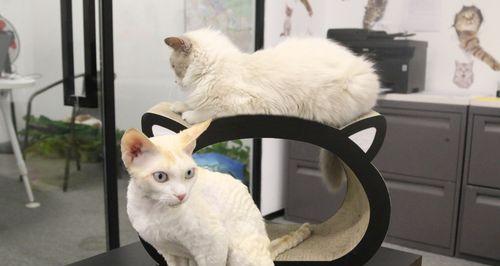 为什么猫咪喜欢磨爪？（探寻猫咪磨爪的原因以及如何让猫咪爱上磨爪）