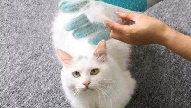 猫咪掉毛不止？这些方法让你解决问题！（以宠物为主，教你科学避免猫咪掉毛）