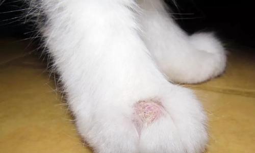 宠物猫的常见皮肤疾病（掌握这些皮肤问题，让您的猫咪健康美丽）