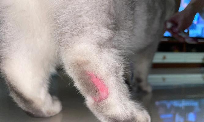 宠物猫的常见皮肤疾病（掌握这些皮肤问题，让您的猫咪健康美丽）