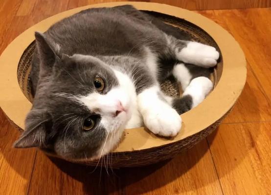 猫咪乱尿怎么办？（打造宠物舒适环境，远离猫咪乱尿）