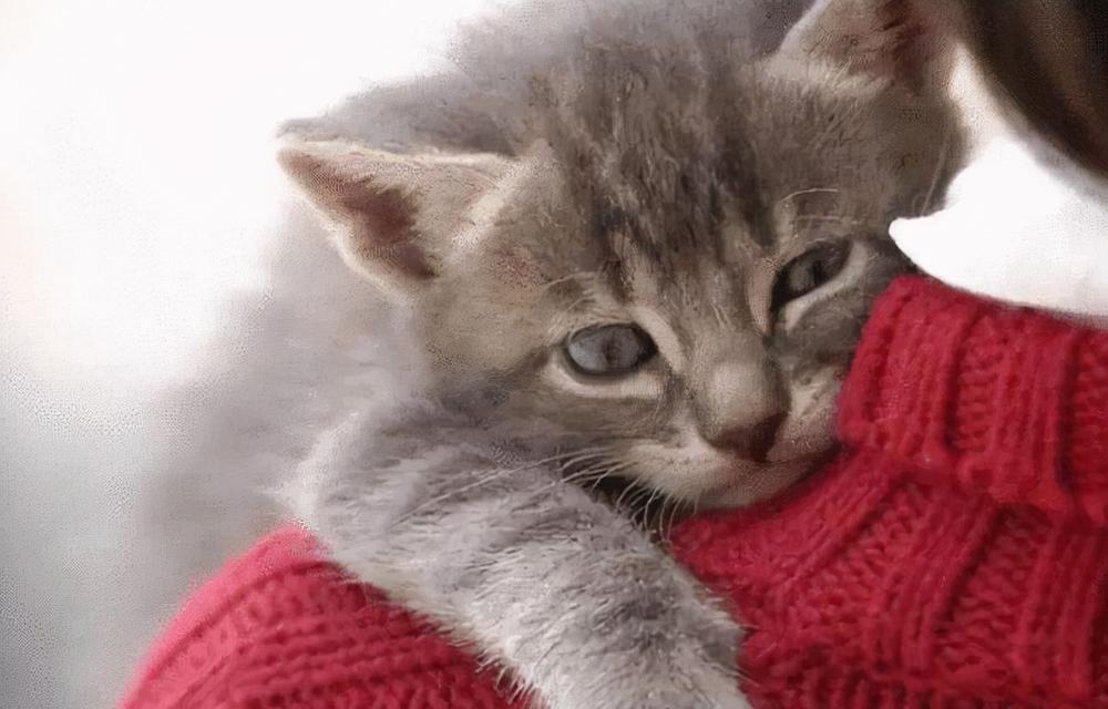 猫咪为何惧怕某些气味？（揭秘猫咪的气味恐惧症及应对方法）