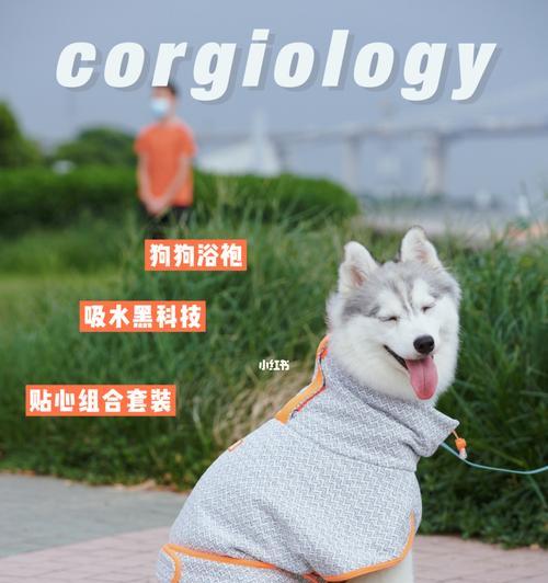 了解如何在不同季节为你的宠物狗提供最佳照顾（了解如何在不同季节为你的宠物狗提供最佳照顾）