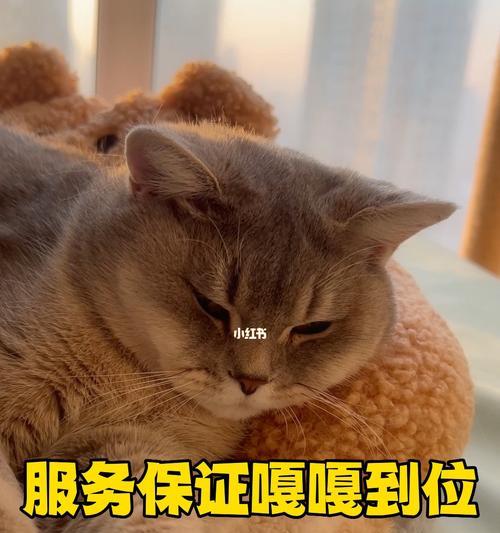 每日梳理猫咪毛发，让宠物更健康（细心呵护，从梳毛开始）