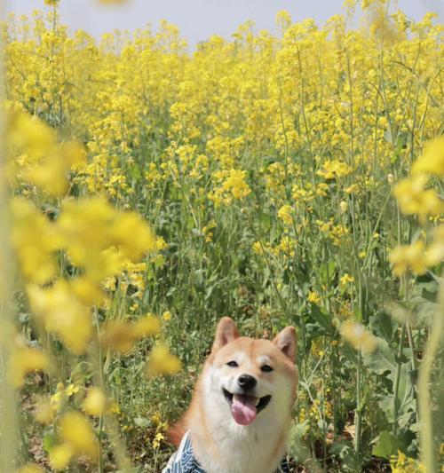 每日遛狗时间需多久？（如何科学合理地安排遛狗时间）