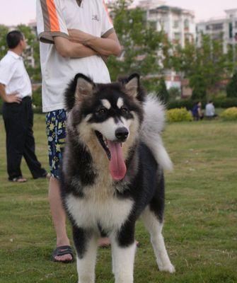 如何给你的阿拉斯加雪橇犬进行美容护理？（掌握这些技巧，让你的爱宠更健康、幸福！）