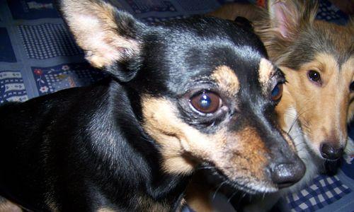 迷你杜宾犬的饮食禁忌——海鲜（海鲜并非犬类的最爱，其对迷你杜宾犬的伤害和影响）