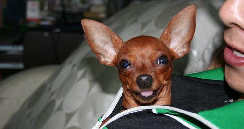 了解迷你杜宾犬的缺点（探究迷你杜宾犬的不足之处）